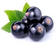 Blackcurrents